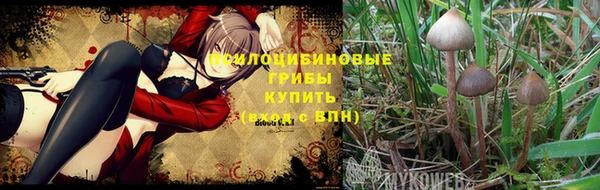 стафф Алзамай